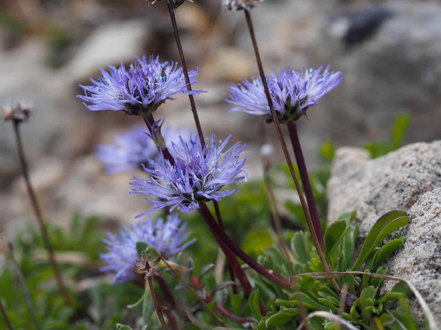 Globularia, Matted